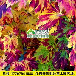 舞孔雀 苗 進口楓樹品種 日本紅楓 槭樹 日本紅楓舞孔雀紅楓苗圖片,舞孔雀 苗 進口楓樹品種 日本紅楓 槭樹 日本紅楓舞孔雀紅楓苗高清圖片 南城縣宏偉彩葉苗木園藝場