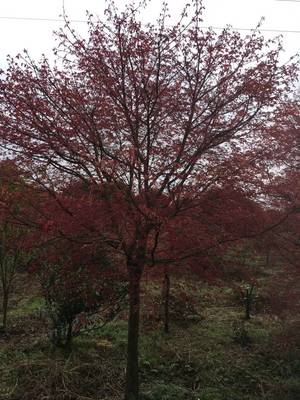 [日本紅楓批發(fā)]日本紅楓價格460元/棵 10棵