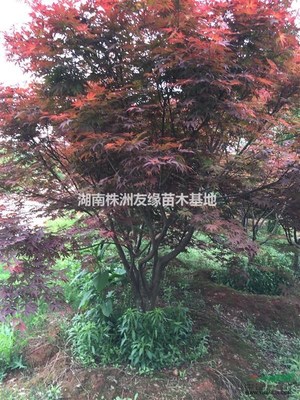 出售湖南紅楓、紅楓小苗、日本紅楓、美國紅楓、青楓、本地紅楓