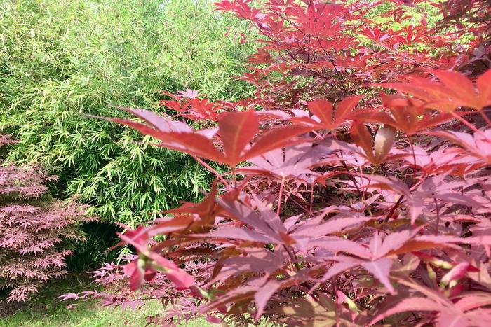 羽毛楓、日本紅楓的果實