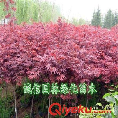 紅楓樹 紅楓樹苗 紅楓苗 紅楓盆景 日本紅楓樹 日本紅楓樹苗-沭陽縣誠信園林綠化苗木基地提供紅楓樹 紅楓樹苗 紅楓苗 紅楓盆景 日本紅楓樹 日本紅楓樹苗的相關介紹、產品、服務、圖片、價格沭陽縣誠信園林綠化苗木基地、喬木;苗木