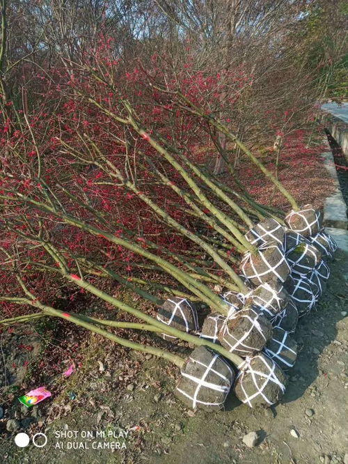 日本紅楓苗圃自產(chǎn)自銷 4 6公分紅楓苗圃批發(fā)價