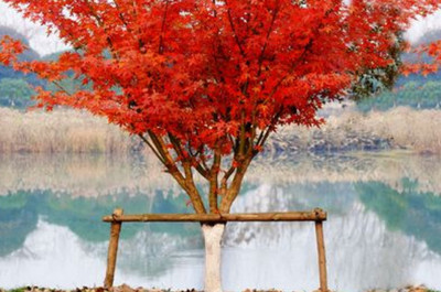 日本紅楓的養(yǎng)殖方法和注意事項