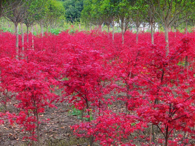 2017日本紅楓苗前景預(yù)測分析_其它_網(wǎng)