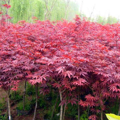 供應(yīng)紅楓樹，保鮮快遞紅楓苗，日本紅楓，國產(chǎn)紅楓，美國紅楓
