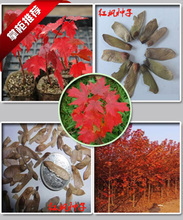 【美國(guó)改良紅楓】最新最全美國(guó)改良紅楓 產(chǎn)品參考信息
