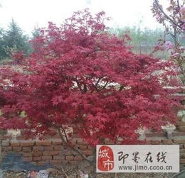低價(jià)轉(zhuǎn)讓自家桂花 耐冬 中國(guó)紅楓 日本紅楓 垂絲海棠 各種小