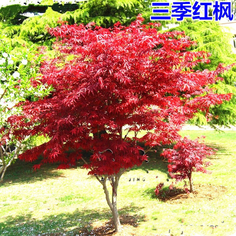 紅楓樹苗嫁接日本紅楓紅舞姬美國(guó)紅冠紅楓中國(guó)四.