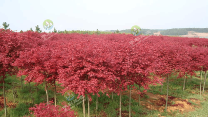 日本紅楓紅舞姬園林景區(qū)片植效果圖片
