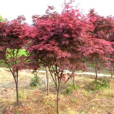 供應【苗圃直銷】紅楓 槭樹 日本紅楓 基地批發(fā)各種綠化植物 規(guī)格齊全