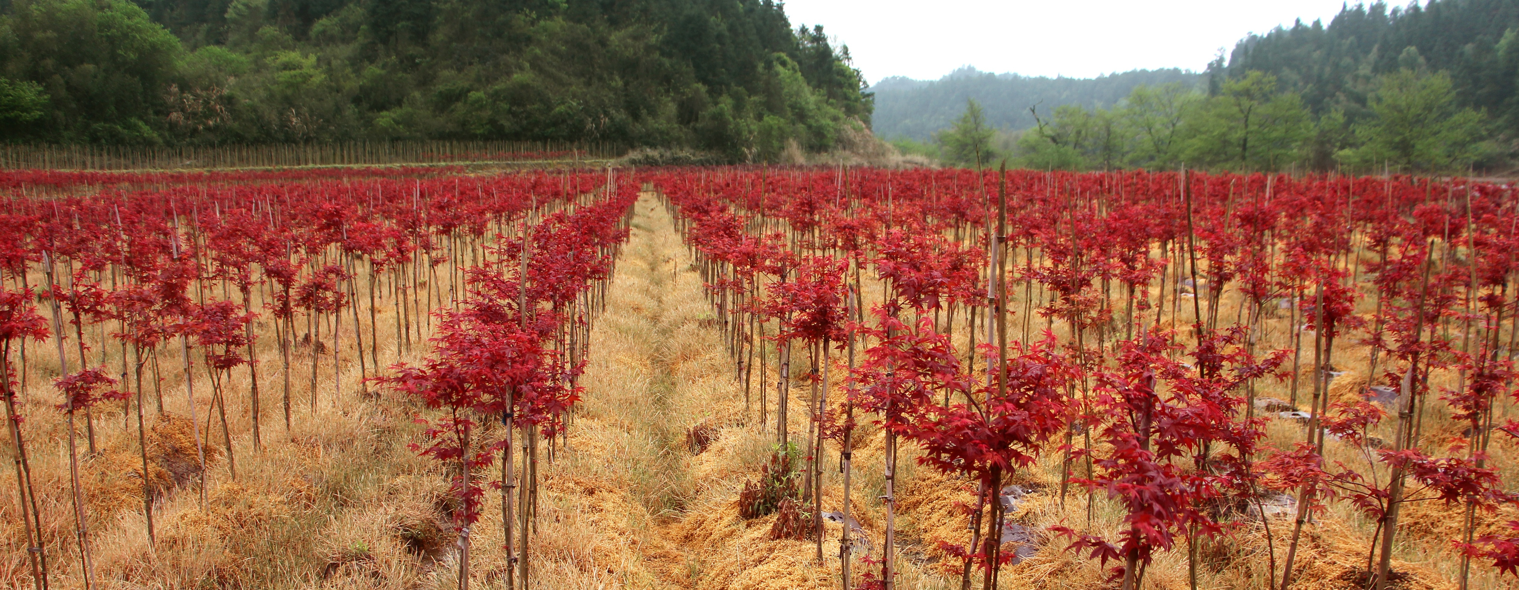 紅楓--主要品種(日本紅楓橙之夢、三季紅、紅舞姬)