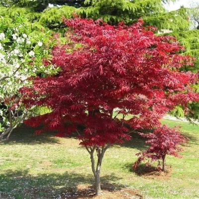 5公分日本紅楓樹 8公分多規(guī)格 風景樹 公園造景栽植苗木