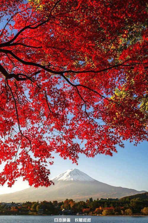 紅楓掩映富士山,幾許張揚,幾許內斂