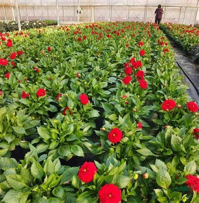 紅楓,美國紅楓,日本紅楓-多地疫情反彈 花卉深陷價量雙跌困境-美國紅楓十月光輝|夕陽紅|紅冠|秋火焰|日本紅楓獅子頭、三河八房、紅三河批發【華石紅楓 tel:4006168511】-www.shmmw.com