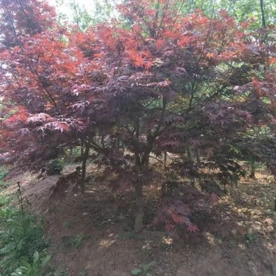 基地直銷10公分日本紅楓 日本紅楓上車價