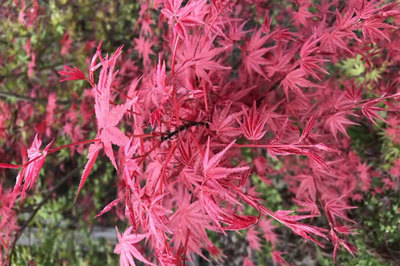 日本紅楓和美國(guó)紅楓哪個(gè)好,區(qū)別有幾點(diǎn)