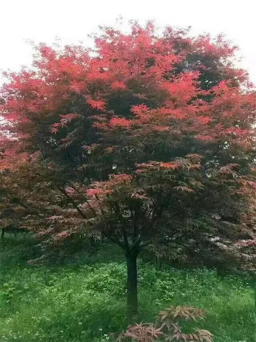 中日美紅楓爭(zhēng)奪戰(zhàn), 紅楓之鄉(xiāng) 為什么還堅(jiān)守 中國(guó)