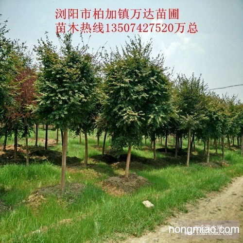 嫁接精品日本紅楓哪里較多 15公分移栽紅楓價(jià)格