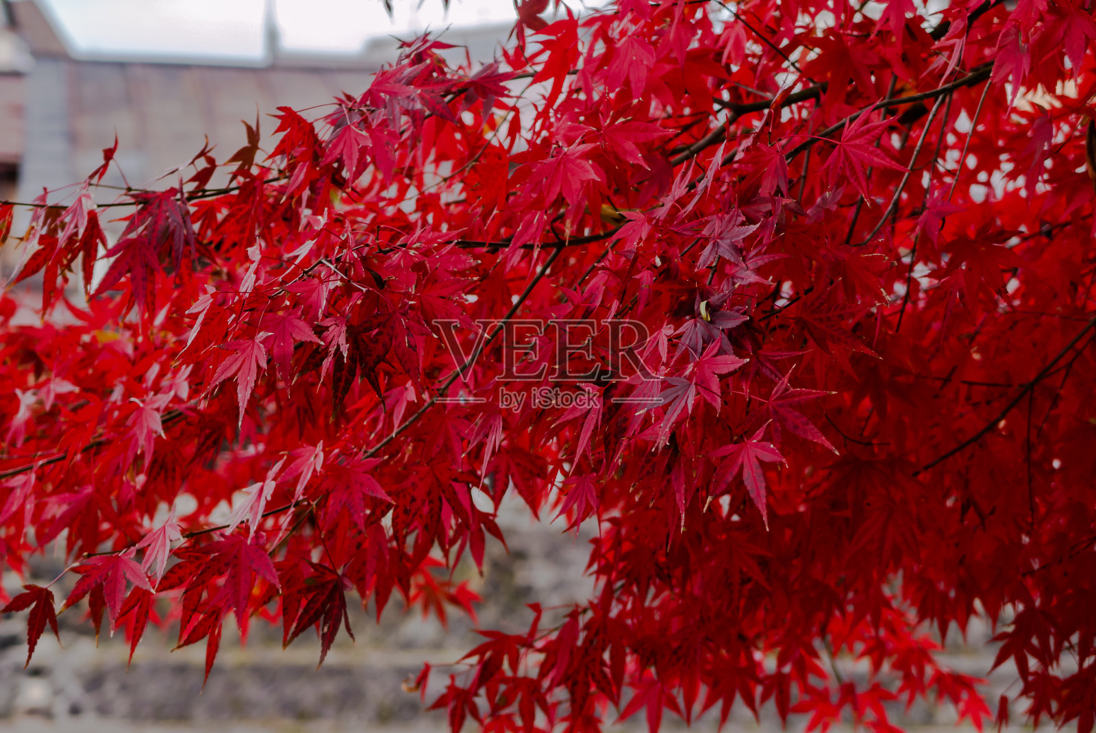 日本紅楓樹(shù)的葉子