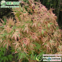 2017日本紅楓蝴蝶楓 長(zhǎng)勢(shì)旺盛 枝葉繁茂 蝴蝶楓小苗報(bào)價(jià)報(bào)價(jià) 江西撫州日本紅楓蝴蝶楓 長(zhǎng)勢(shì)旺盛