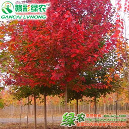 紅楓樹(shù)苗是什么樣