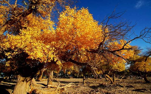 比日本紅葉美100倍 中國(guó)這6萬(wàn)畝楓林美成天堂,卻少有人知