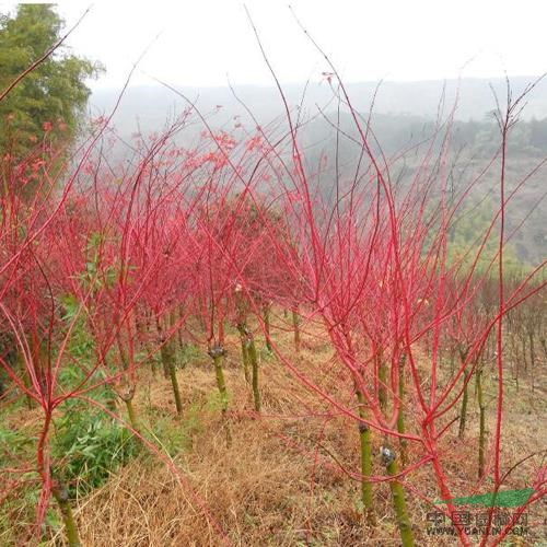 赤桿楓 日本紅楓盆景制作要注意哪些問(wèn)題 紅楓盆景 紅楓供應(yīng)