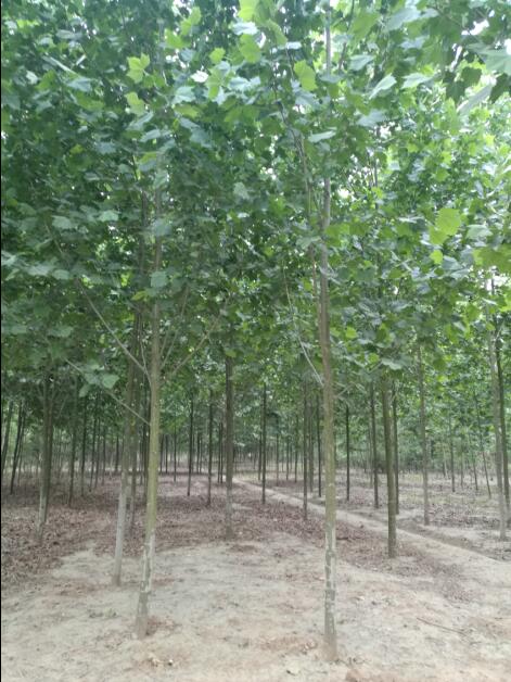 紅楓報(bào)價(jià) 通園銀杏苗 4公分日本紅楓報(bào)價(jià)