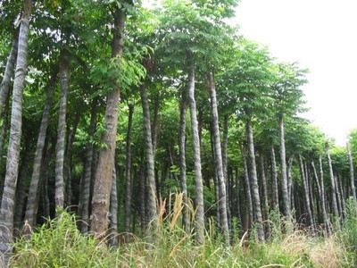 山東北欒#%濟寧北欒@北欒-曲阜紅楓園 產品展示(山東美國紅楓、濟寧日本紅楓、濟寧白蠟)-金泉網