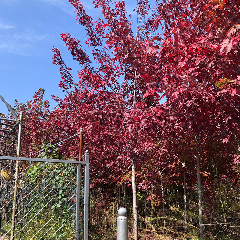 紅楓樹基地批發園林工程綠化樹木景區觀賞喬木日本紅楓美國紅楓樹