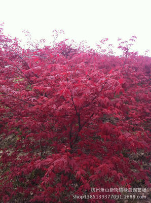 紅楓-中華紅楓采購平臺求購產品詳情