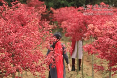 日本紅楓紅舞姬 紅楓精品 楓情萬種之日本紅楓紅舞姬