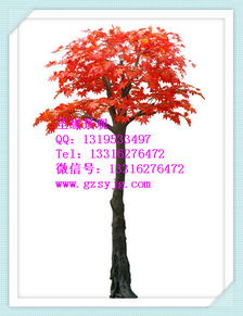 室外日本楓樹 日本楓樹廠家直銷價格 室外日本楓樹 日本楓樹廠家直銷型號規(guī)格