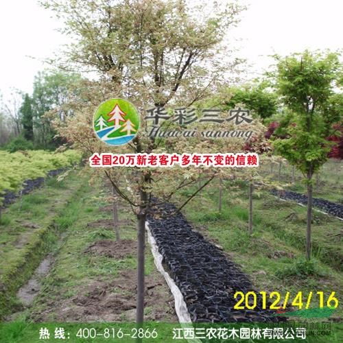 企業(yè)動態(tài) 江西三農(nóng)花木園林