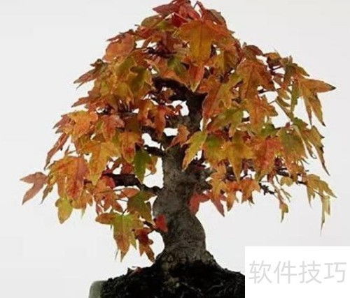 日本紅楓變綠了怎么辦 恢復(fù)紅葉的護理方法