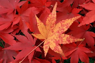 假期不打擠 眉山出發(fā)11個小眾絕美地,1 7日游全包完