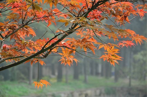 爬天平山,賞紅楓,觀奇石,逛木瀆古鎮(zhèn) 1日活動