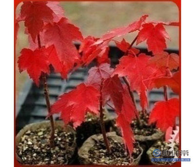 【批發(fā)正宗日本紅楓種子美國紅楓種子貨真價實放心購買】沭陽縣飄花香花卉園藝中心 - 產(chǎn)品庫