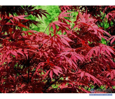 【專業(yè)供應(yīng)綠化苗木紅楓樹日本紅楓樹38公分紅楓樹價格】泰安開發(fā)區(qū)浩源園藝場 - 產(chǎn)品庫