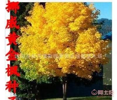 【進(jìn)口正宗日本紅楓美國紅楓種子金葉挪威槭黃金楓種子】沭陽縣新河鎮(zhèn)新槐居委會綠霸苗木場 - 產(chǎn)品庫