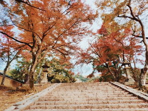 錯過了4月的櫻花,還有11月的紅楓 一家人歡樂日本游 后附詳細(xì)行程