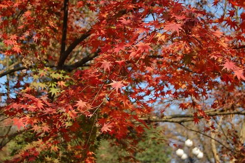 攻略 南京紅楓,獨特風(fēng)韻能和日本京都媲美