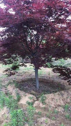 日本紅楓小苗多少錢(qián)一棵 日本紅楓價(jià)格行情