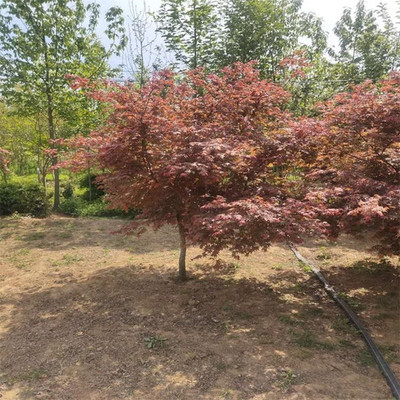 日本紅楓 耐寒耐凍 工程綠化庭院種植 冠幅自然飽滿 全國(guó)可發(fā)貨