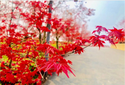 2024重慶南湖多彩植物園門(mén)票價(jià)格、開(kāi)放時(shí)間、游玩攻略