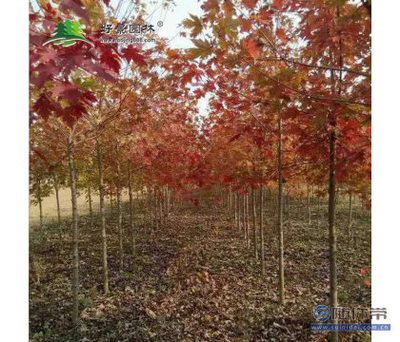 【好景園林批發(fā)彩色樹(shù)種美國(guó)紅楓花木基地直銷(xiāo)美國(guó)紅楓小苗日本紅楓苗】沭陽(yáng)縣好景園林綠化苗木場(chǎng) - 產(chǎn)品庫(kù)