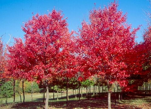 美國紅楓太陽谷紅楓對比日本紅楓三季紅怎么樣