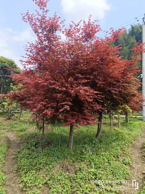 日本紅楓-紅舞姬 優(yōu)質(zhì)苗木的選購與市場分析