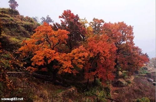12月9-10日周末休閑徒步 探訪中國最美大會嶺紅楓古道與百丈漈風(fēng)景區(qū)