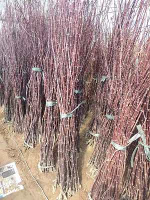 紅楓小苗產(chǎn)地直發(fā) 美國、日本與中國品種比較